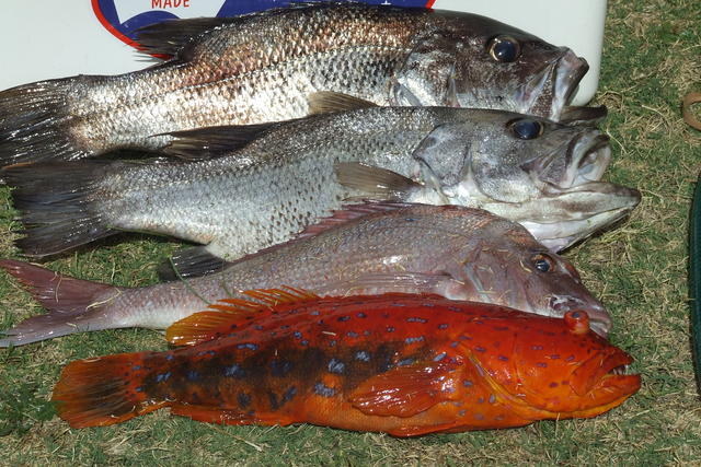 good day out good day out